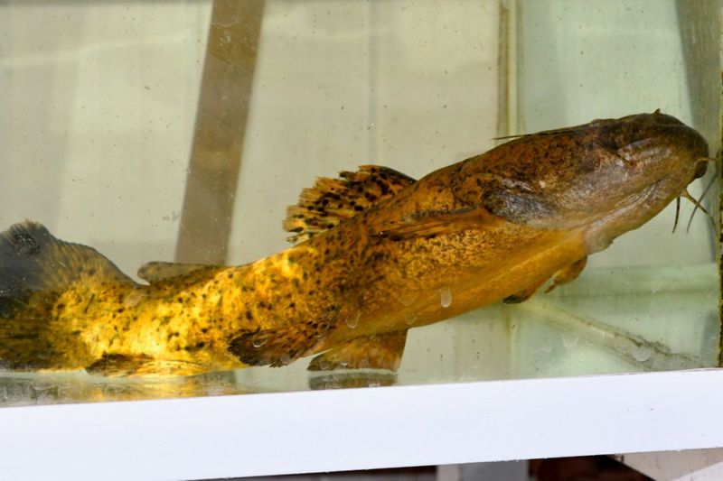 Cephalosilurus fowleri Golden rare pacamom fish 25 cm