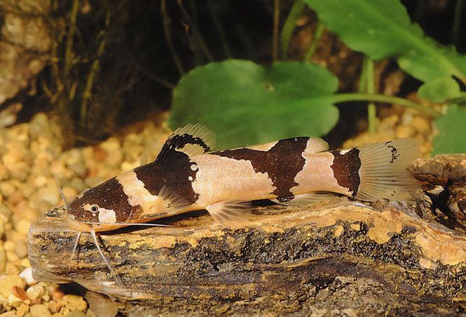 Huvudbild HUMLA MAL COLOMBIA VF