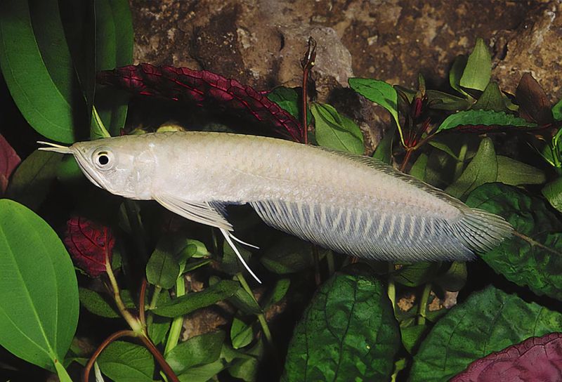 Osteoglossum bicirrhosum Silver arowana