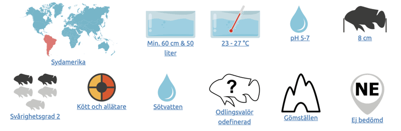 Apistogramma erythrura Rio Mamore apisto, mamore apisto, A207