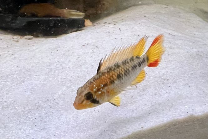 Huvudbild Apistogramma Viejta