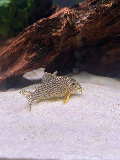 Huvudbild gigantiska Hoplisoma sterbai Sterbai pansarmalf  ...
