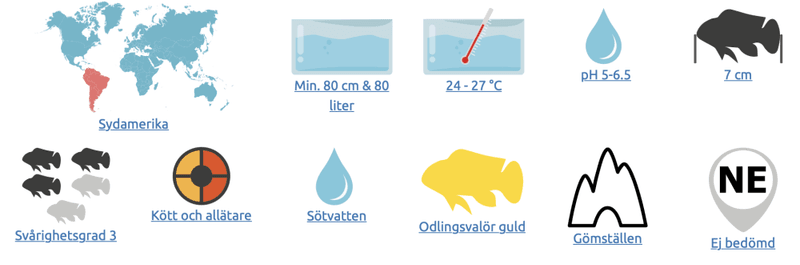 Apistogramma Hongsloi