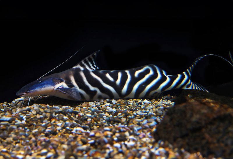 Brachyplatystoma tigrinum Skovelnosad zebramal