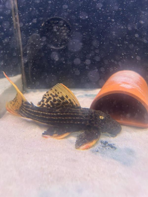 Pseudacanthicus sp. L273 (5-8 cm)