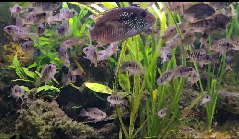 Bujurquina sp. Curua F1