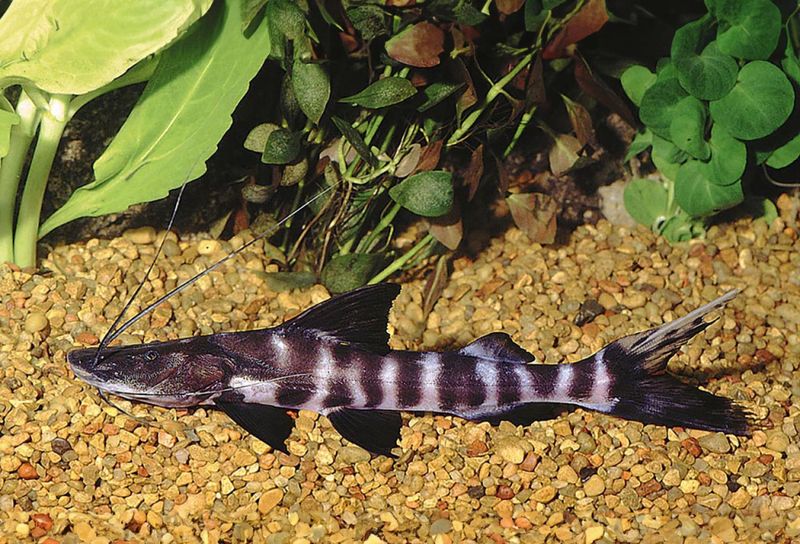 Brachyplatystoma juruense Zebra-antennmal