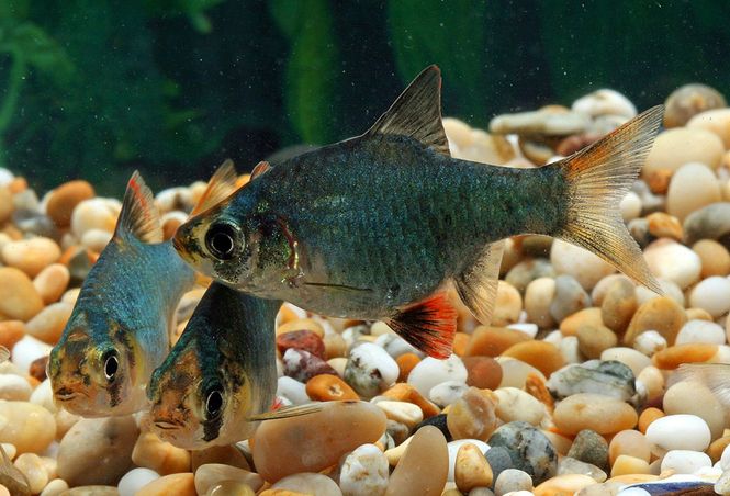 Huvudbild Puntius tetrazona Grön tigerbarb