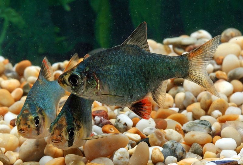 Puntius tetrazona Grön tigerbarb