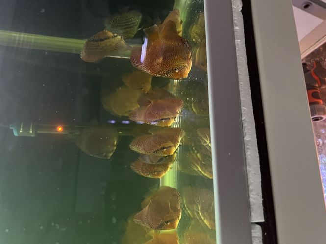 Huvudbild svensk odlad diskus 5-7 cm  olika sorter men   ...