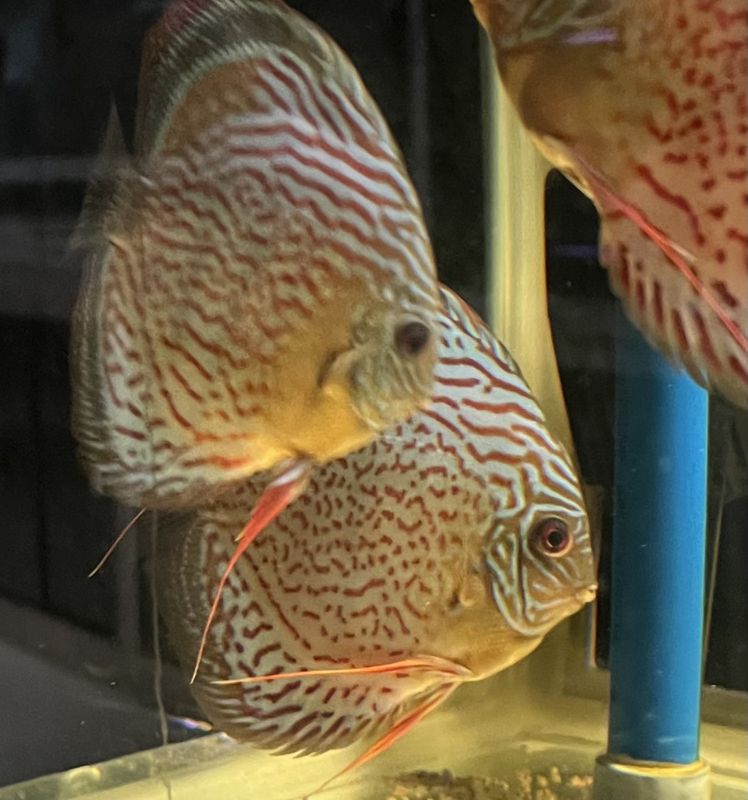 Wild Tefe Red Spotted Green x RSG Leopard F5 12-14 cm. i butiken