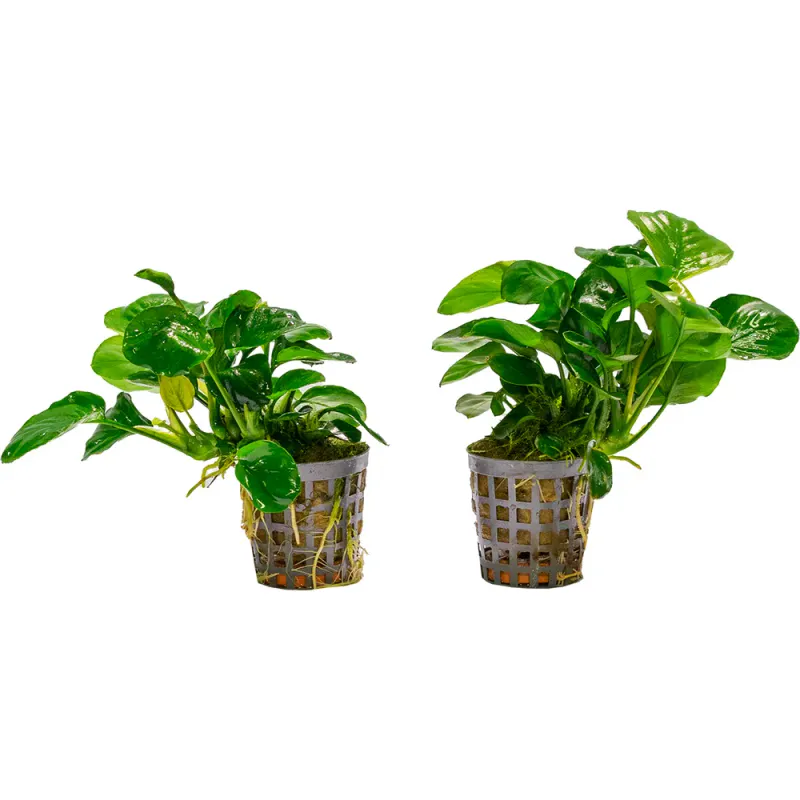  Af Anubias Nana Coin 5 Cm Pot Brown