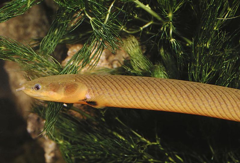 Erpetoichthys calabaricus Öronål