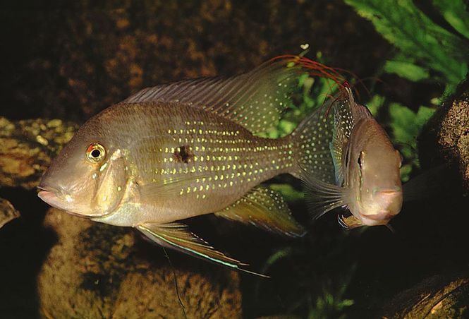 Huvudbild Acarichthys heckelii Trådfensacara albino 