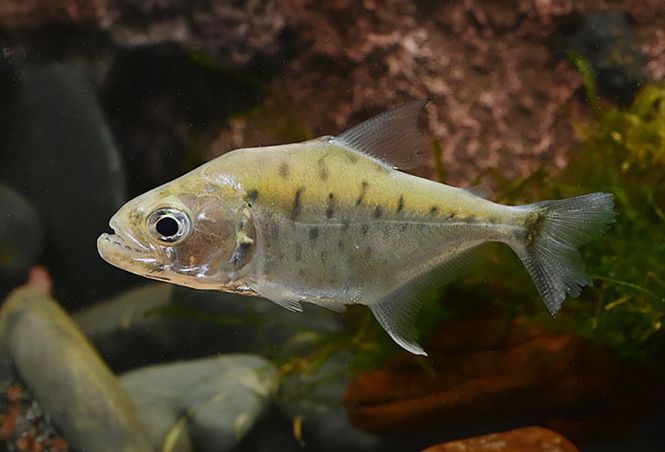 Huvudbild SERRASALMUS MANUELI10-12CM