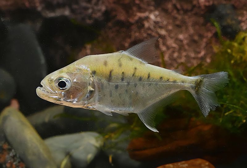 SERRASALMUS MANUELI10-12CM