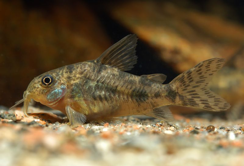 Fläckig Pansarmal. Hoplisoma paleatus