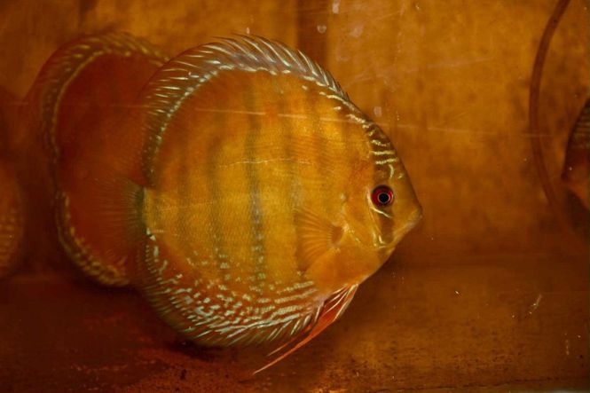 Huvudbild Browns red discus red eye 15-16 cm lake sapo ...