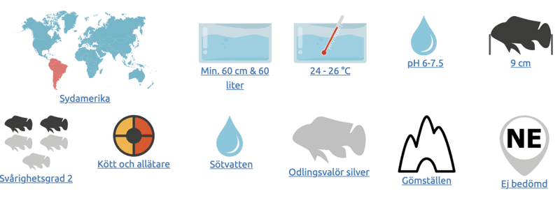 Apistogramma cacatuoides 