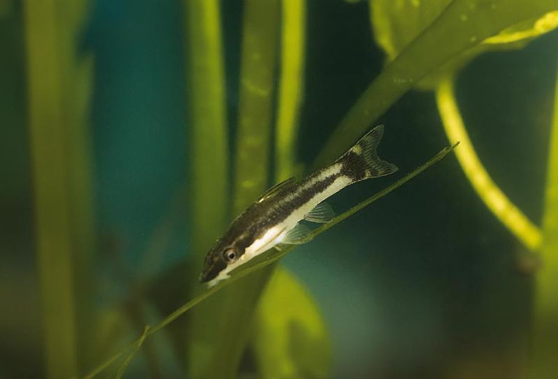  Otocinklus Mal Otocinclus macrospilus