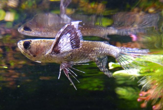 Huvudbild Pantodon buchholzi Fjärilsfisk