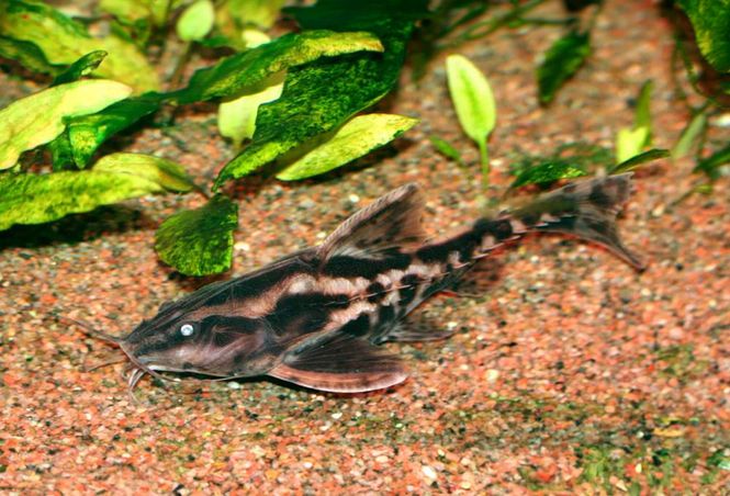 Huvudbild Megalodoras uranoscopus Irwin´s mal
