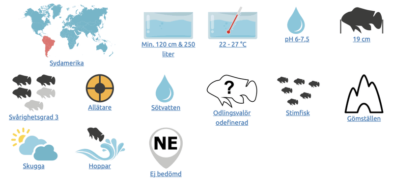 Hemiodus gracilis Slender/slank/rödstjärts-hemiodus