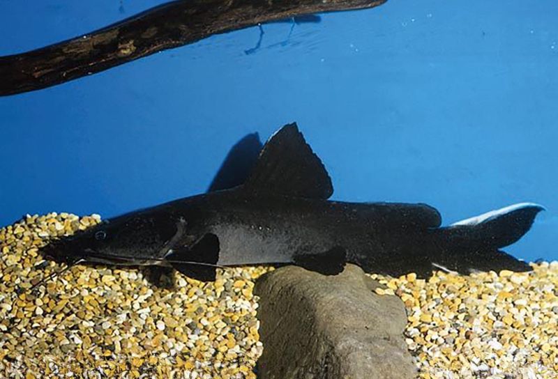 Hemibagrus wyckii Kristallögd mal, Baung Jaksa