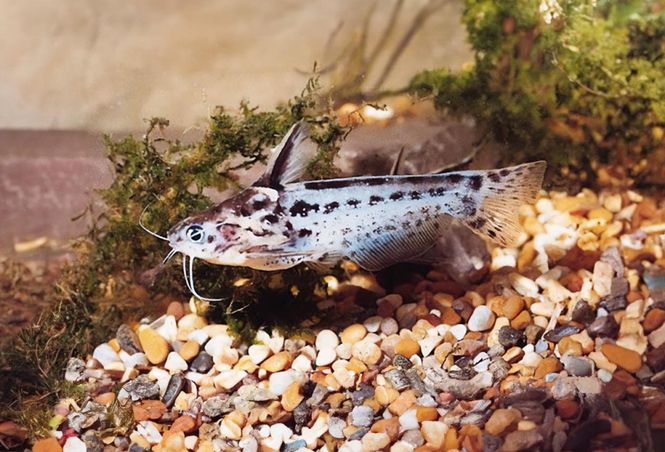 Huvudbild Trachelyichthys exilis Mamon-mal