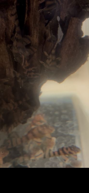 Panaqolus sp. 'L397' L397 2-4 cm kampanj  5 st för 895 kr 