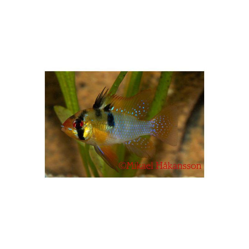 Blå Fjärilsciklid 4-5 cm