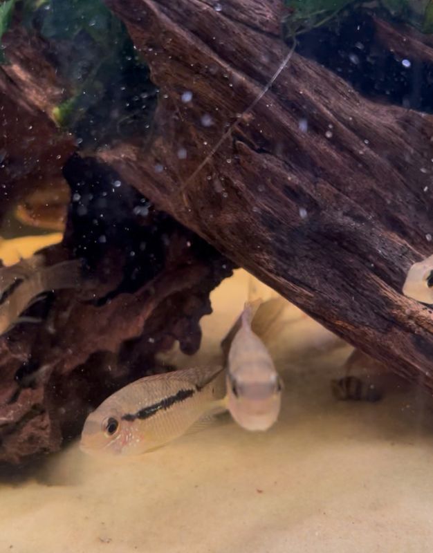 Bujurquina sp. Curua F1