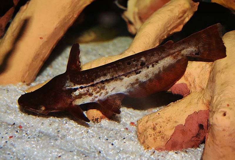 Tetranematichthys wallacei Wallaces drivveds/trä-mal
