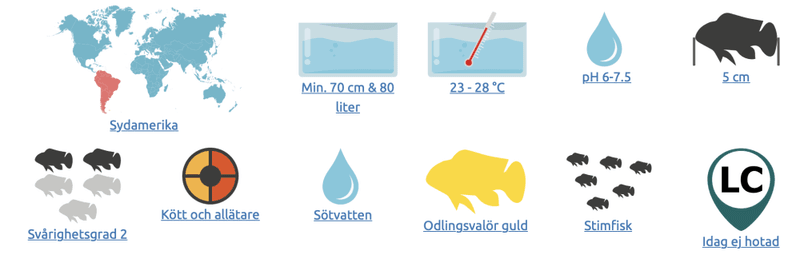 Svart Fantomtetra Hyphessobrycon megal