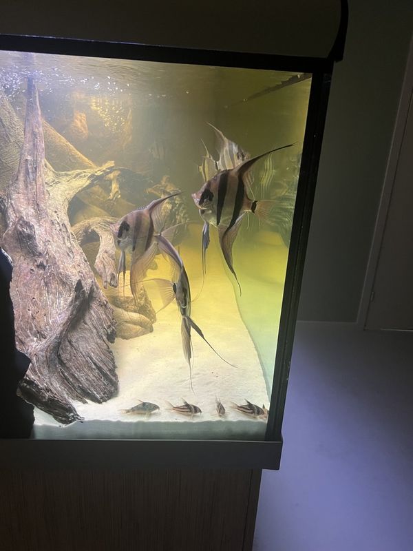 Pterophyllum altum Altumskalar riktigt stora 