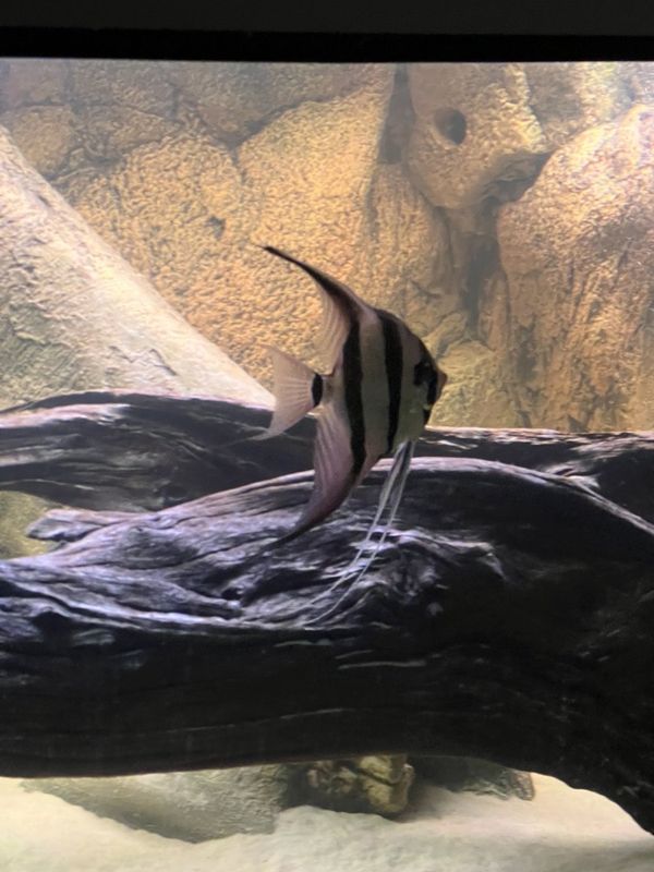 Pterophyllum altum Altumskalar riktigt stora 