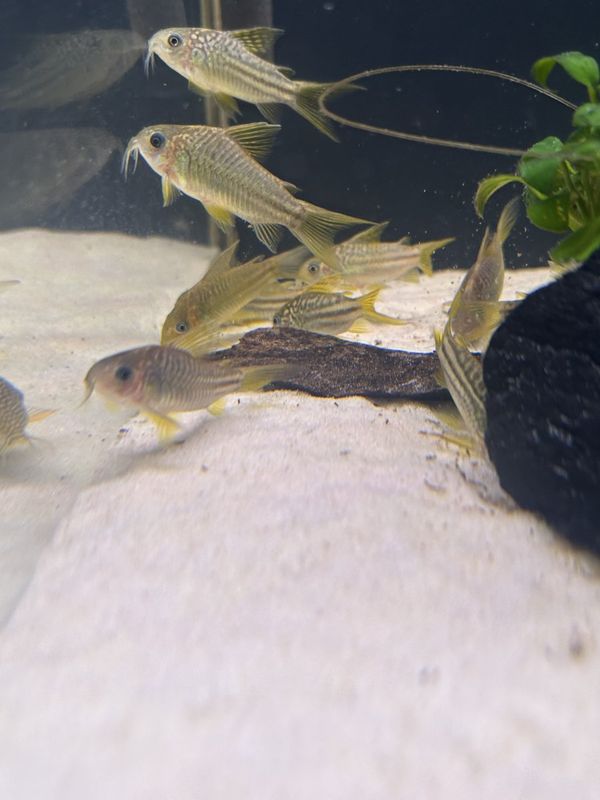 Elegantpansarmal 