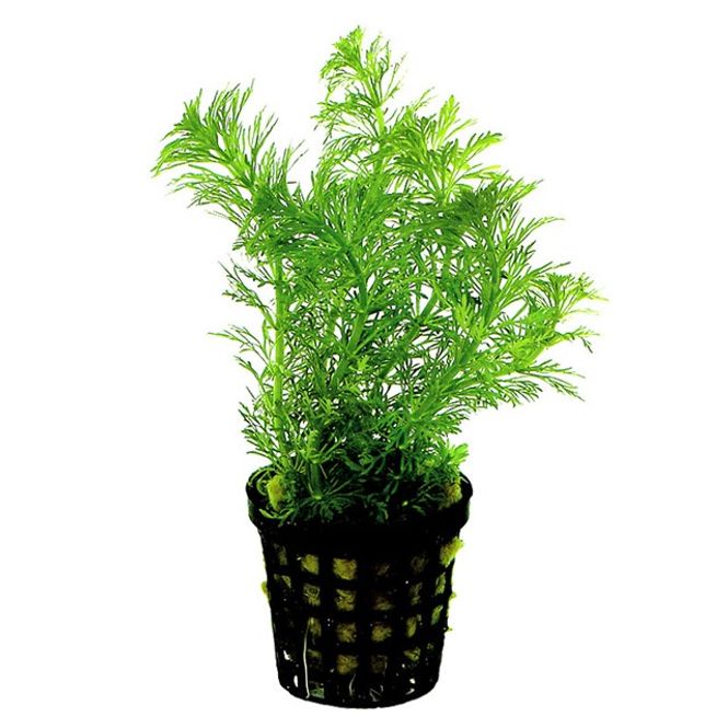 Huvudbild Limnophila heterophylla Kruka