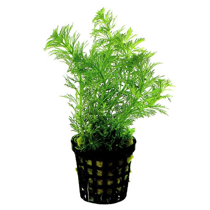 Limnophila heterophylla Kruka
