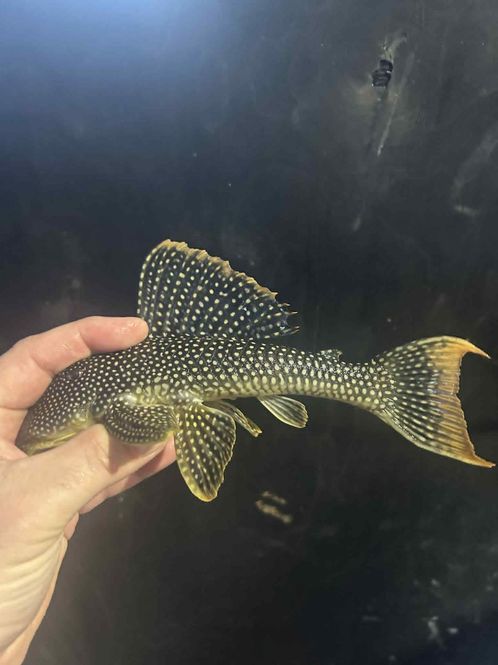 Huvudbild L14. Sconinancistrus aureatus  26-28cm