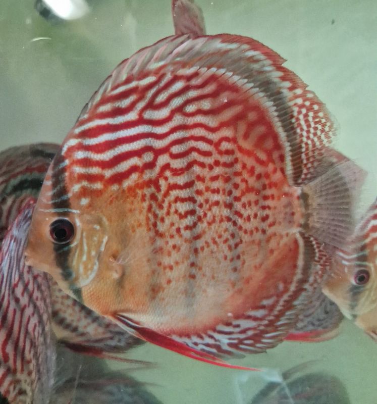 Wild Tefe Red Spotted Green x RSG Leopard F5 12-14 cm. 