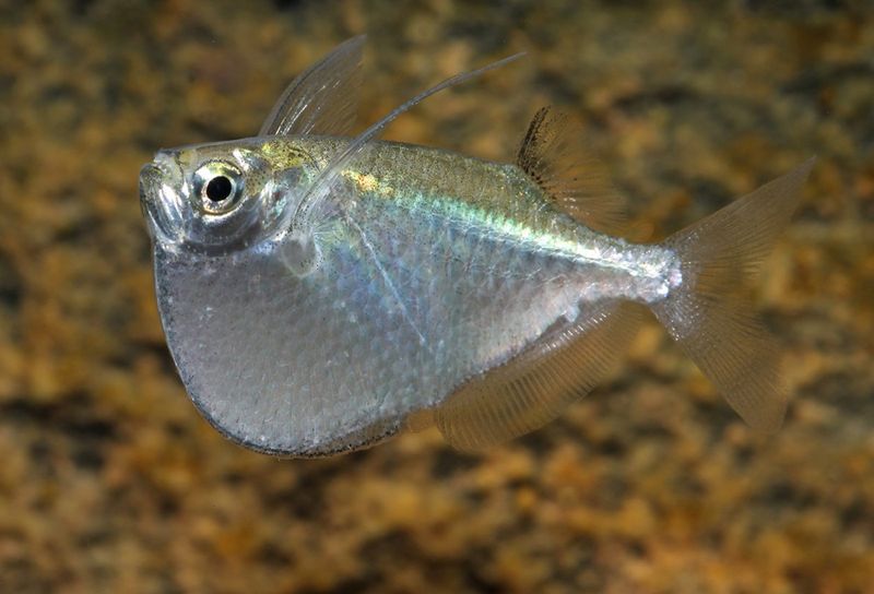 Thoracocharax stellatus Platina bilbuk