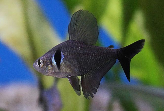 Huvudbild Svart Fantomtetra Hyphessobrycon megal