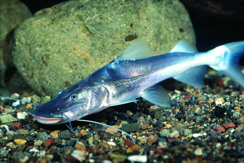 Brachyplatystoma flavian