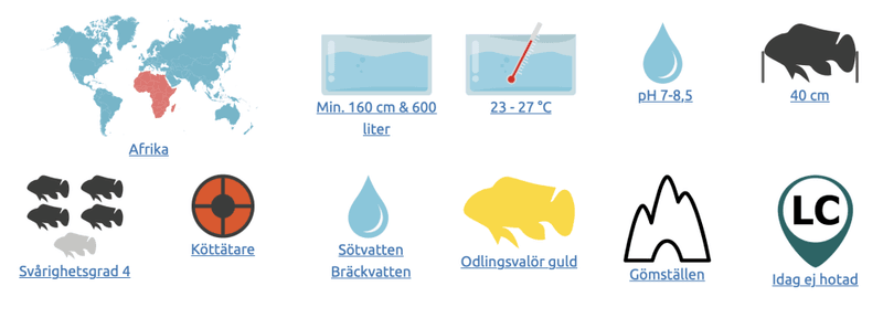 Tetraodon lineatus Fahaka kulfisk