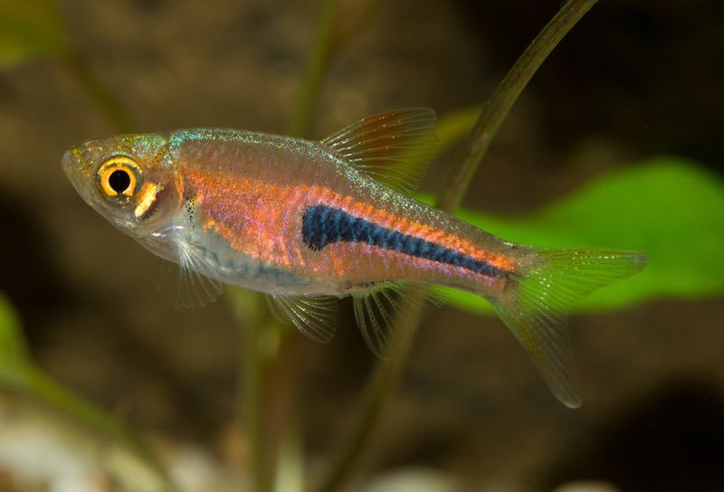 Trigonostigma espei Drottningrasbora