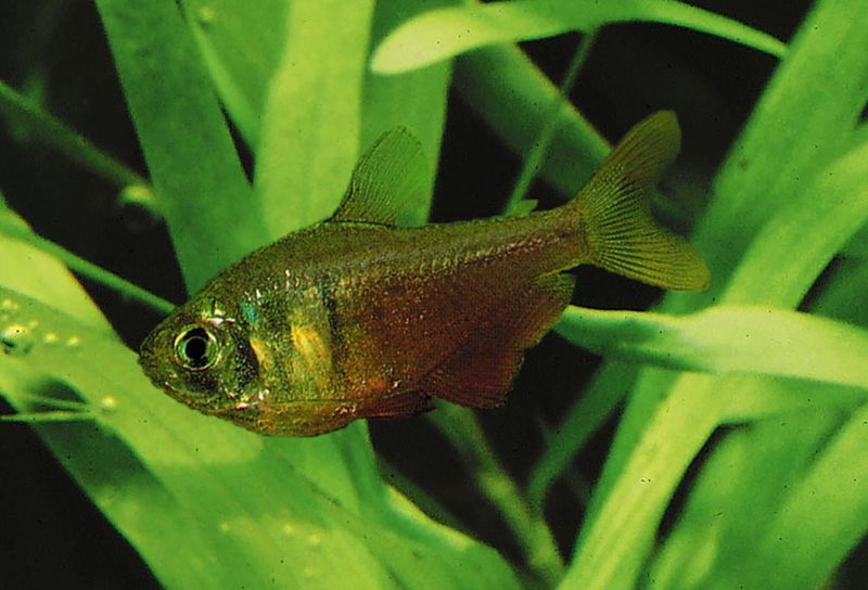 Hyphessobrycon flammeus Riotetra