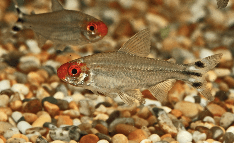 RÖDMUNSTETRA ODL. Petitella rhodostomus