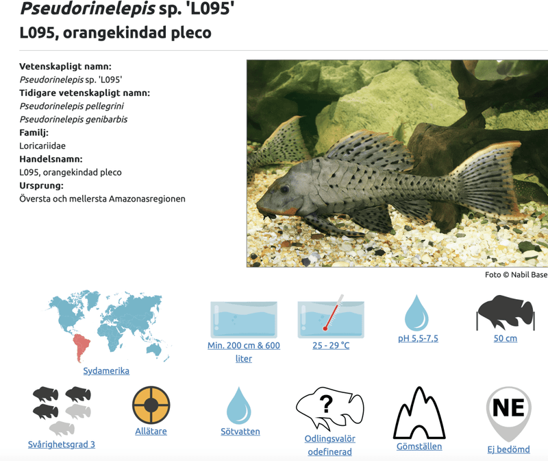 Pseudorinelepis sp. 'L095'
