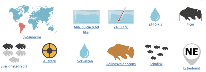  GLÖDBANDSTETRA M 